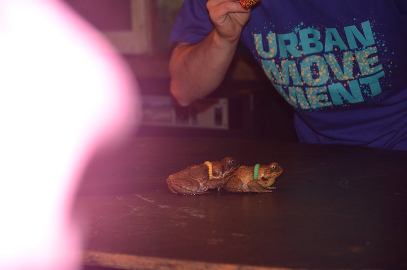 Cane toad racing