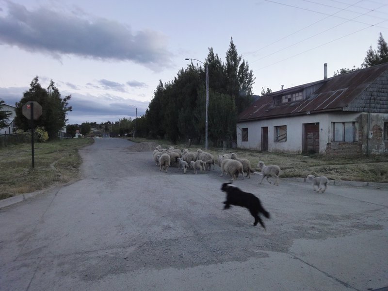 Perro arriando ovejas en Puerto Río Tranquilo
