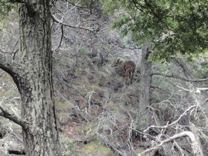 Huemul en Tamango