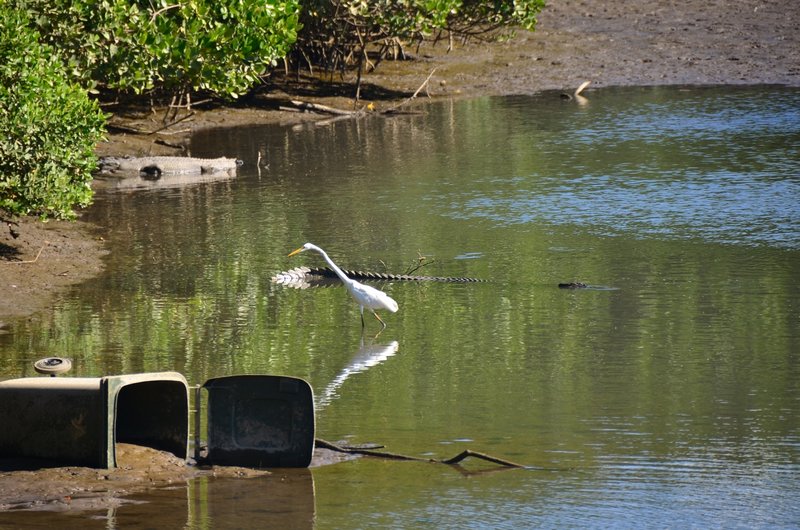 Crocs in Mowbray river