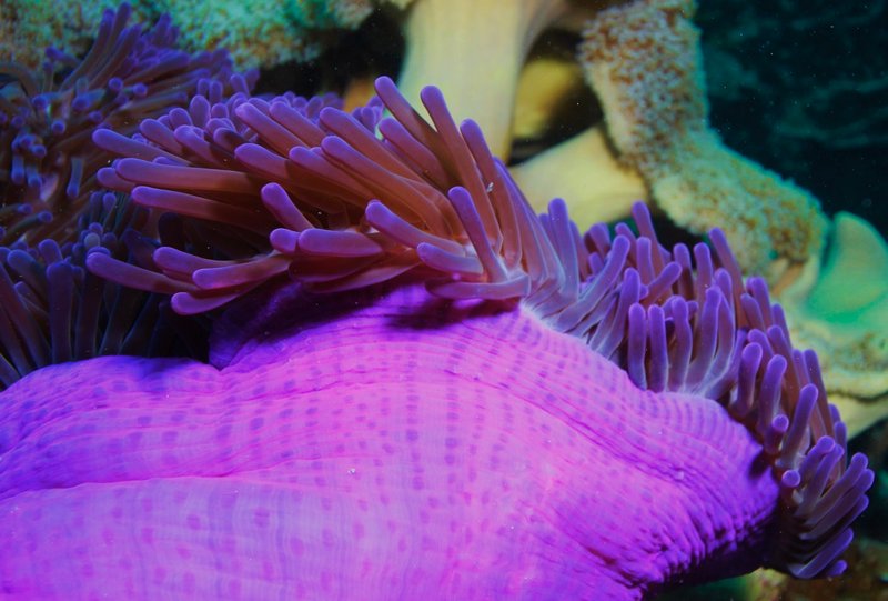 Colorful coral