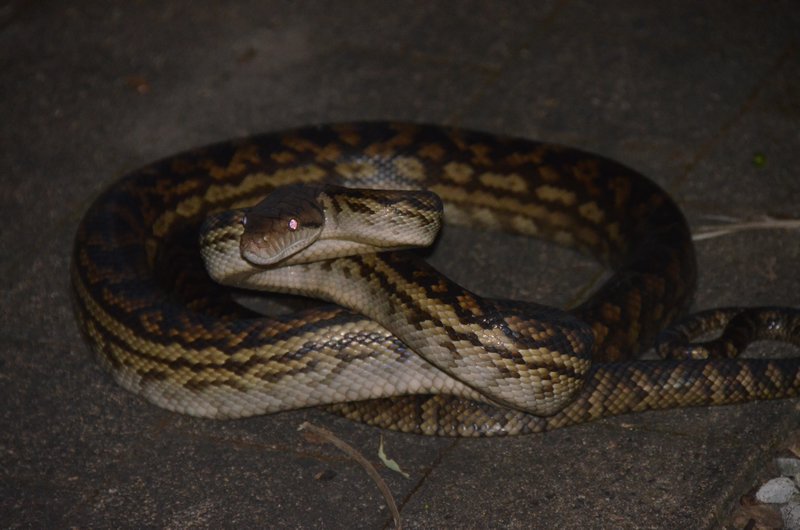 Python in the backyard