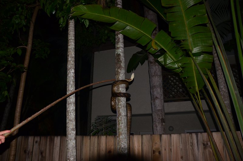 Python escaping up the tree