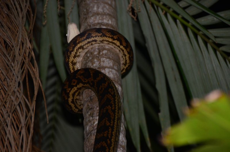 Python escaping up the tree