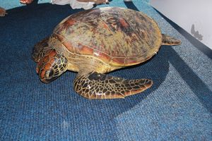 Hawksbill turtle in distress
