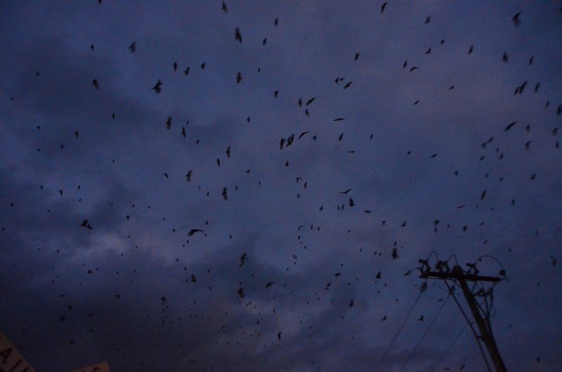 Bats going out to feed