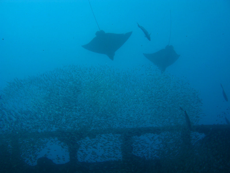 Eagle Rays on top of the wreck
