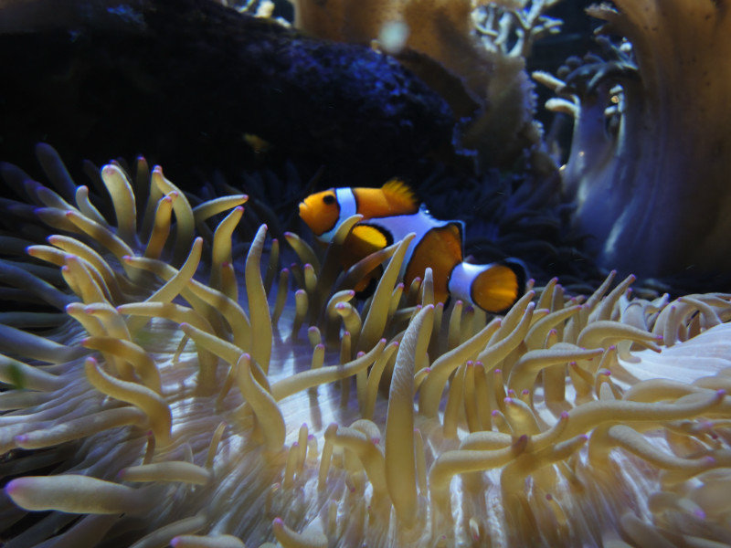 Nemo in the museum