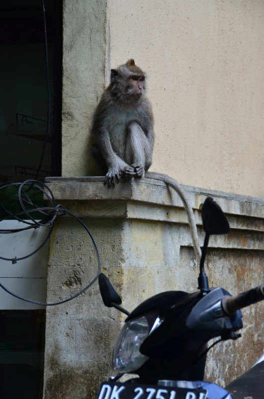 Monkey in Ubud