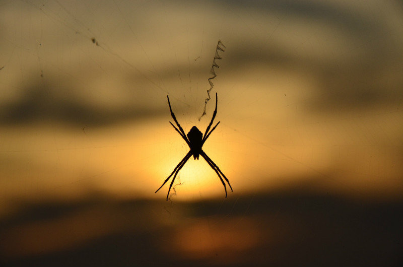 Spider sunset