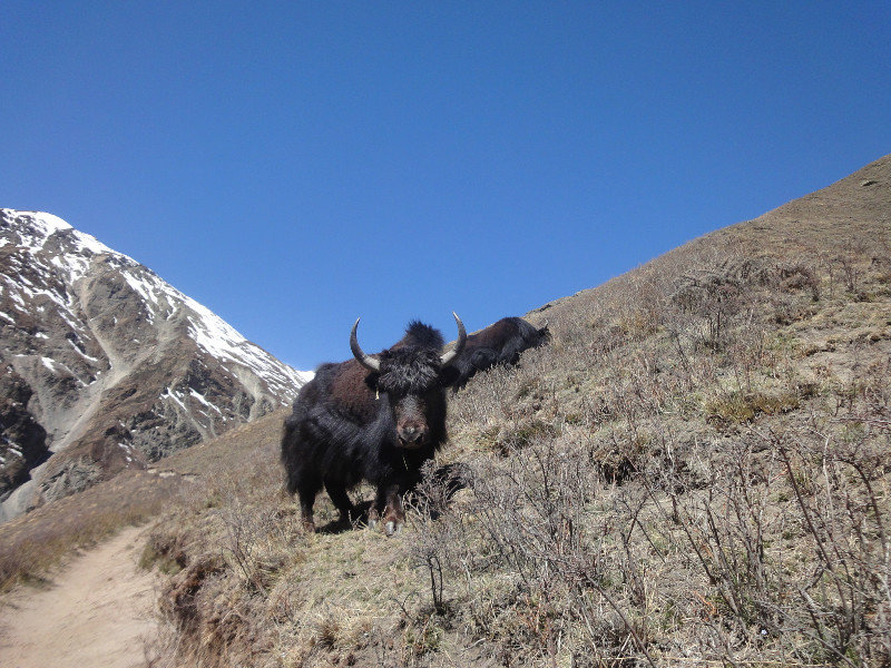 Yak on the trail