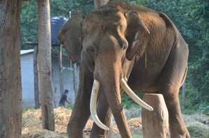 Elephant training center