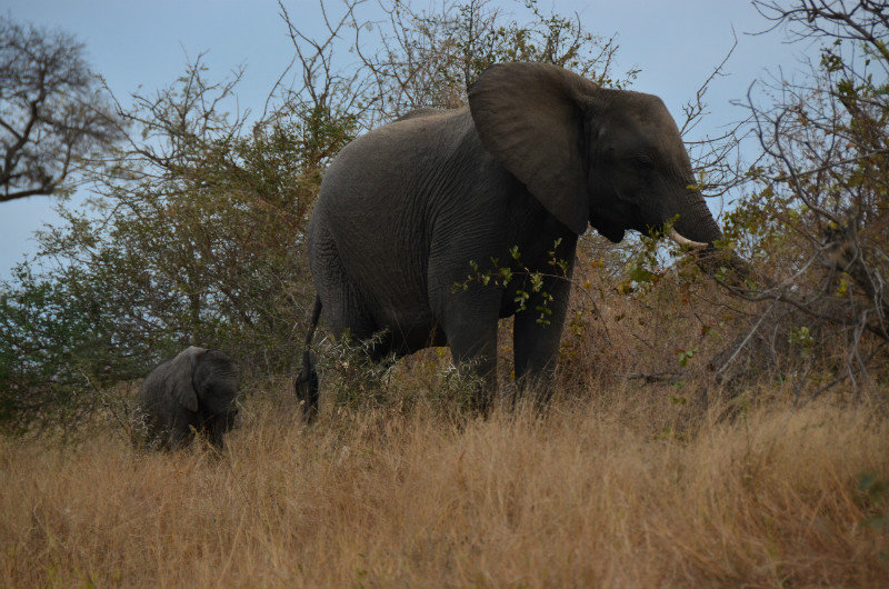 African elephant and calf, Kruger Park