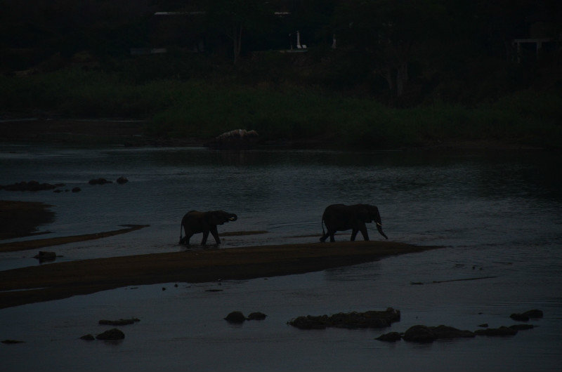Elephants crossing river, Kruger Park