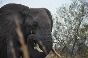 African Elephant, Kruger Park