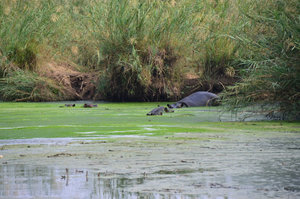 Hippos, Kruger Park
