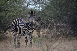 Zebras, Kruger Park