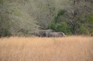 Black rhinos, Kruger Park