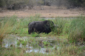 Cape buffalo, Kruger Park