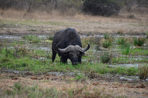 Cape Buffalo, Kruger Park