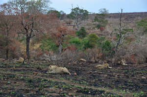 Pack of lions, Kruger Park