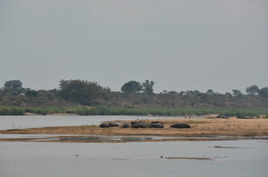 Hippos, Kruger Park