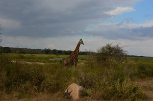 Giraffe, Kruger Park