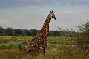 Giraffe, Kruger Park