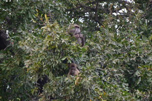 Baboons, Kruger Park