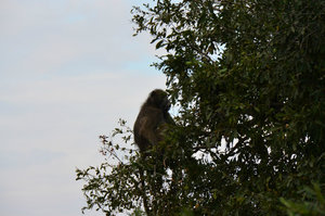 baboon, Kruger Park