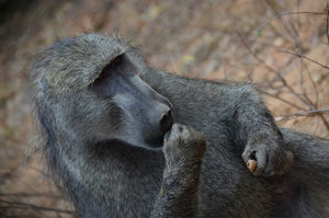 Baboon, Kruger Park