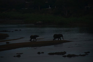Elephants crossing river, Kruger Park