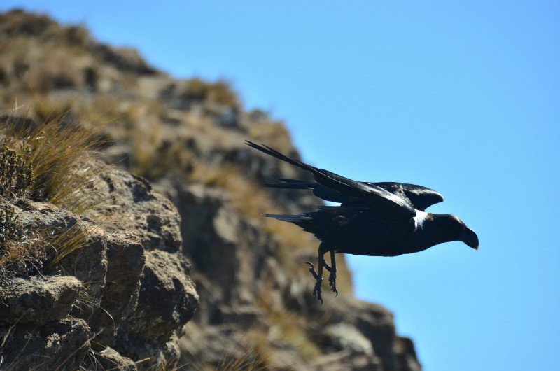 White necked Raven