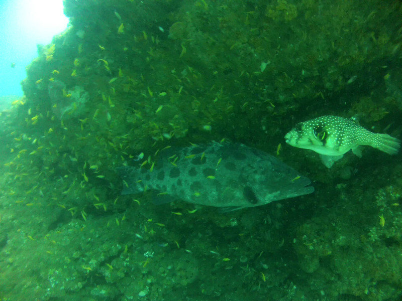 Potato Cod & Pufferfish