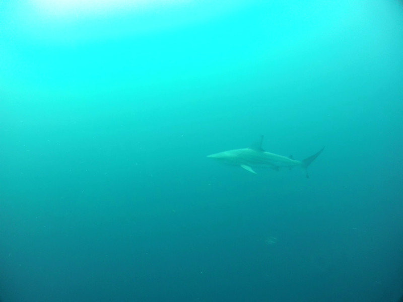 Oceanic Blacktip shark, Protea Banks