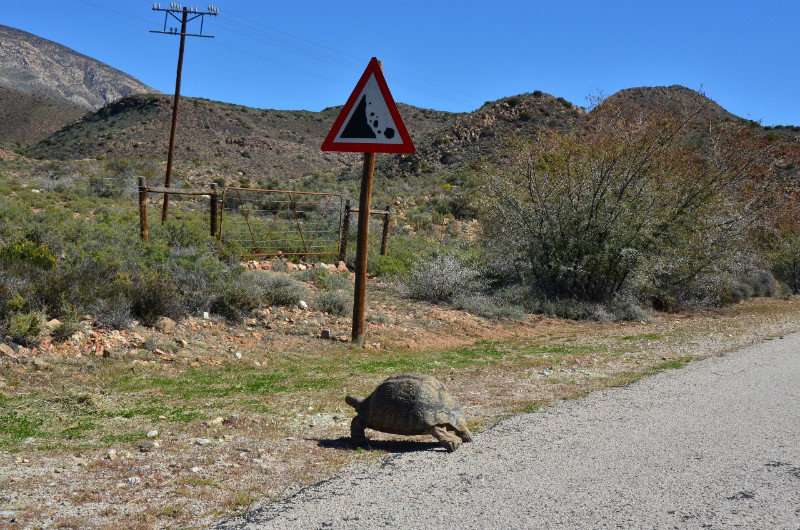 Tortoise crossing the road