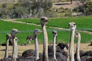 Ostrich Farm by the side of the road