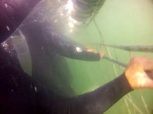 GW shark cage diving