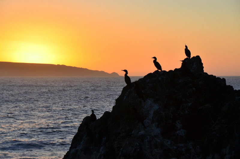 Photogenic birds and sunset over Chañaral island