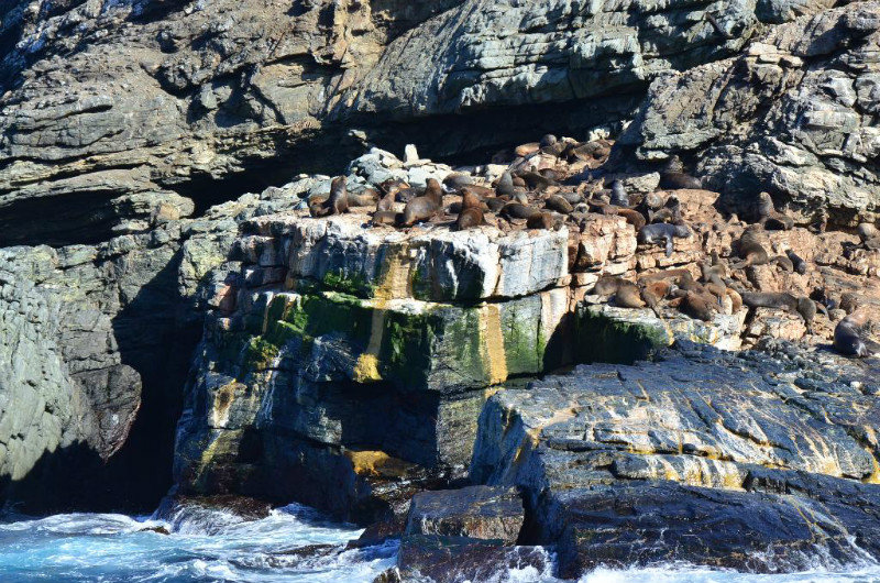 Sea lions in Chañaral island