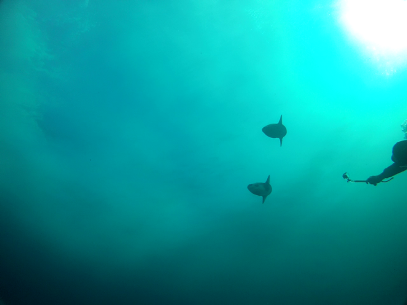 Chasing after a couple of Sunfish (Mola Mola)