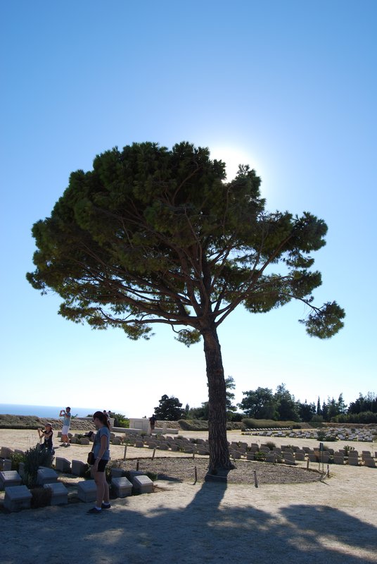 The Pine Tree of Lone Pine