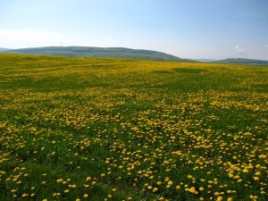 dandelion fields for ever