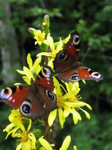 Fieldwork-Butterflies