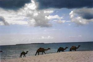Dar - beach camels