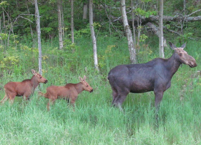 Momma moose and young