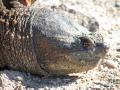 female Snapping Turtle