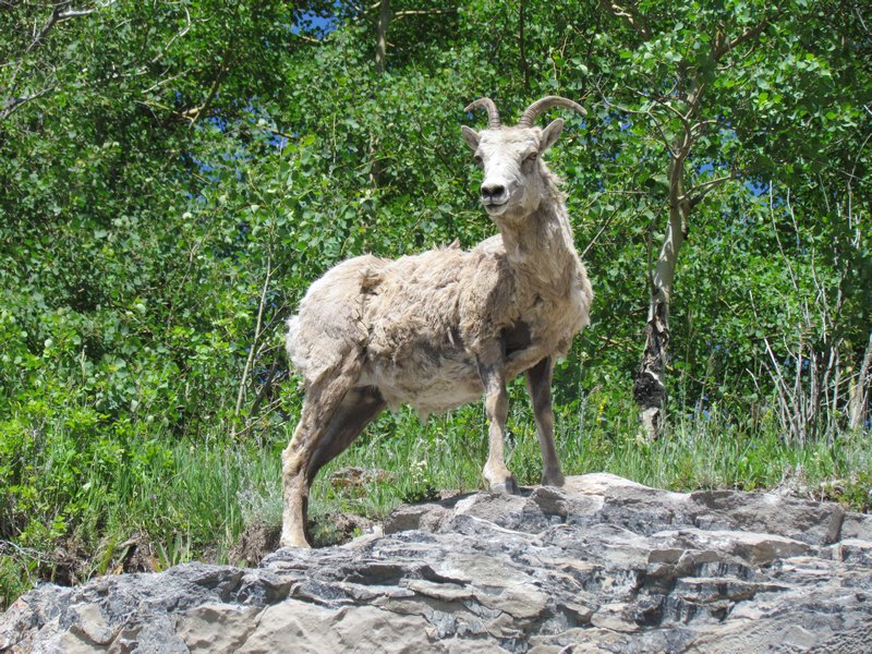 Rockie Mountain Sheep