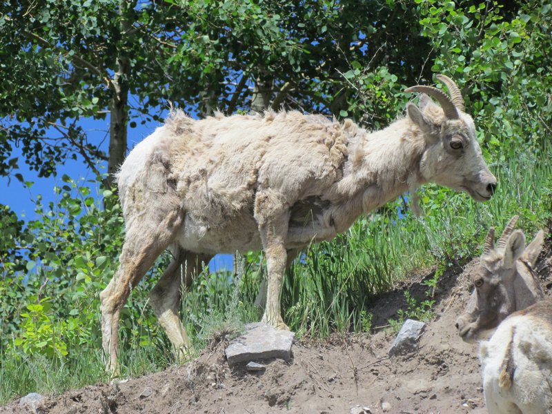 Rockie Mountain Sheep