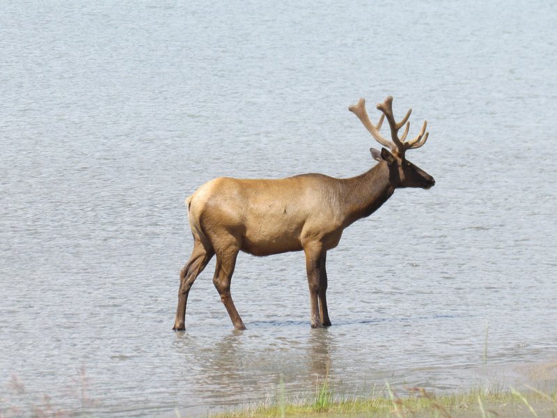 A Lone Elk